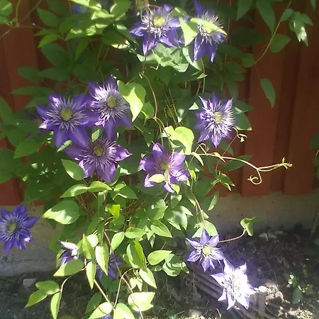 Tonise Holiday Houses