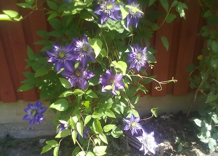 Tonise Holiday Houses